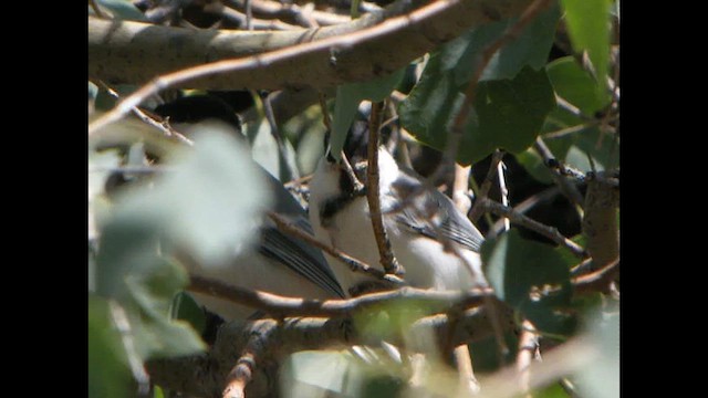 Great Tit (Turkestan) - ML615533117