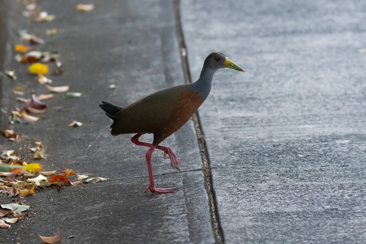 Gray-cowled Wood-Rail - Frank Lehman