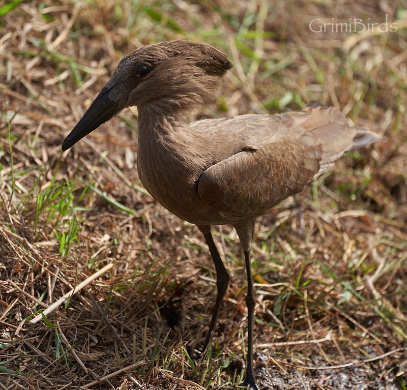 Hamerkop - ML615533127