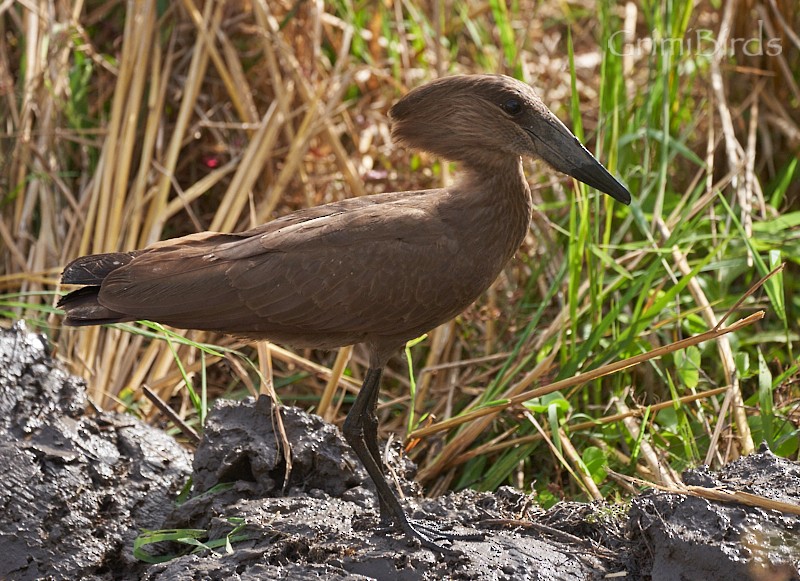 Hamerkop - ML615533130