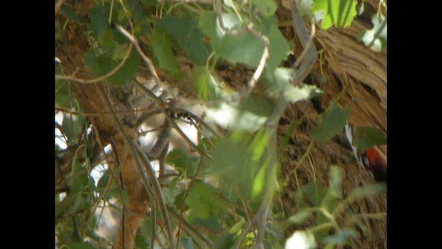 White-winged Woodpecker - ML615533340