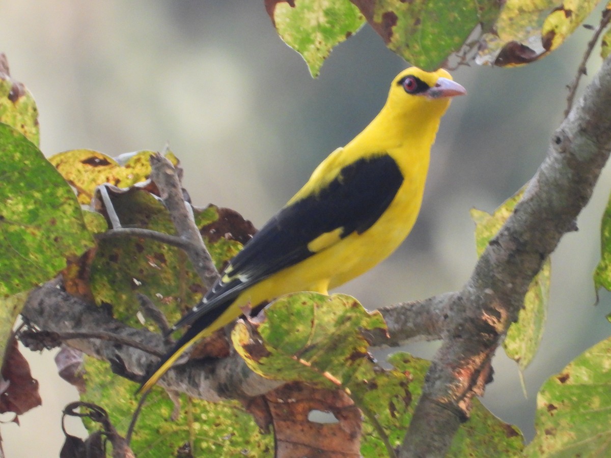 Indian Golden Oriole - ML615533341