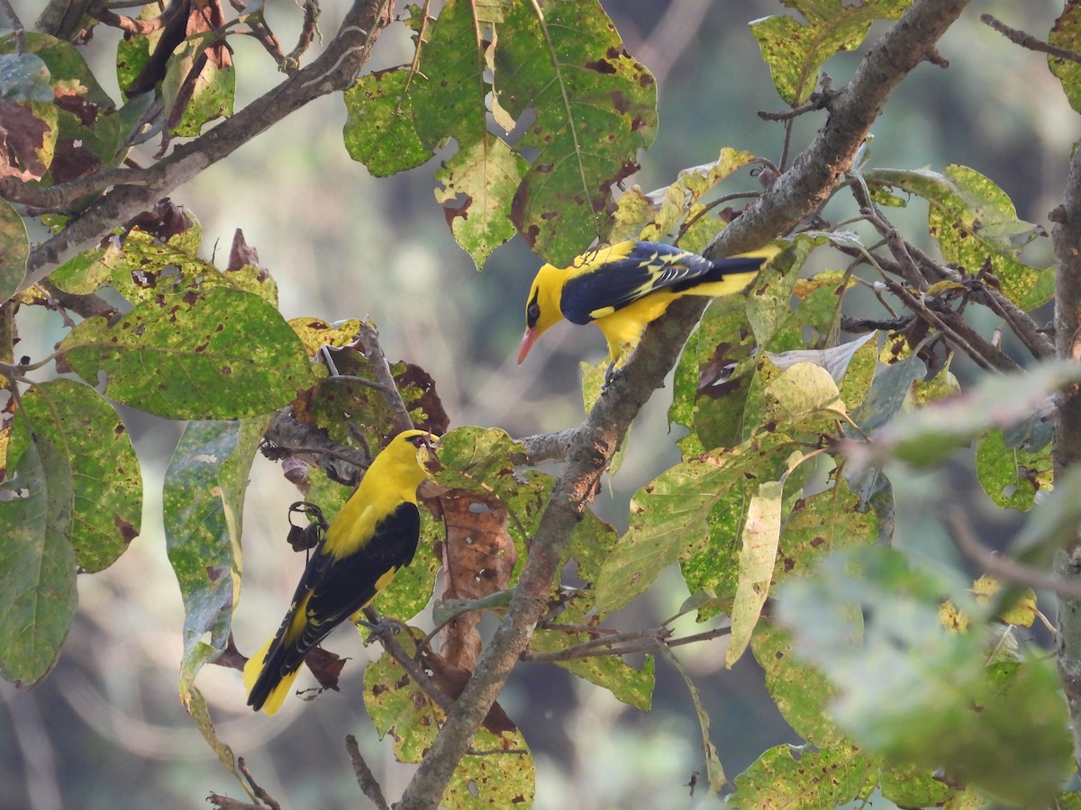 Indian Golden Oriole - ML615533343