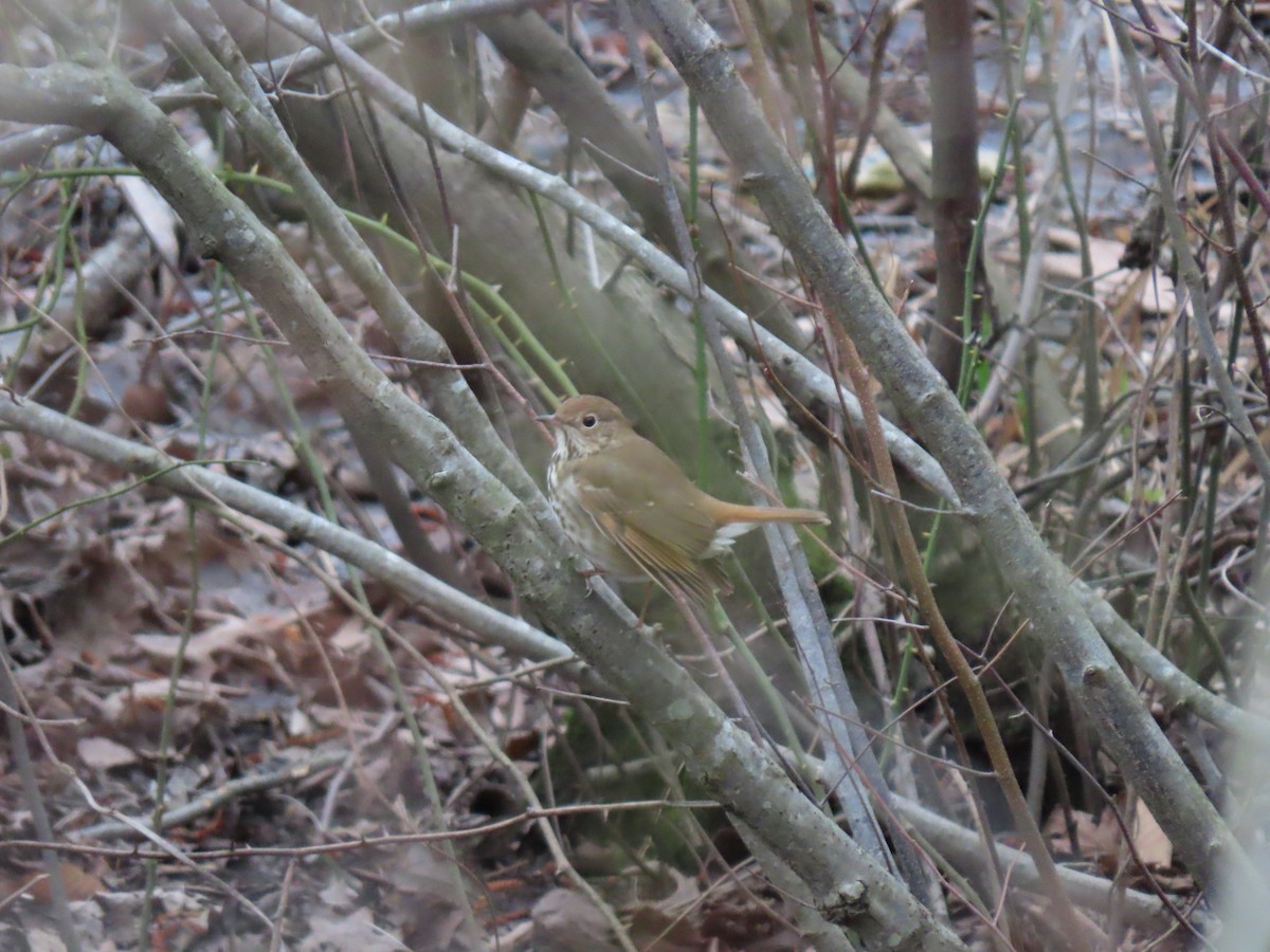 Hermit Thrush - ML615533544