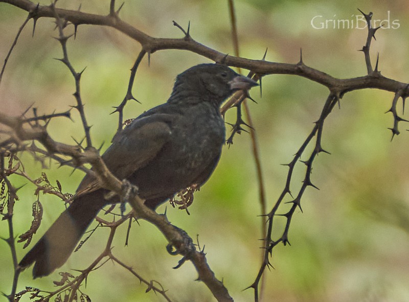 White-billed Buffalo-Weaver - ML615533557