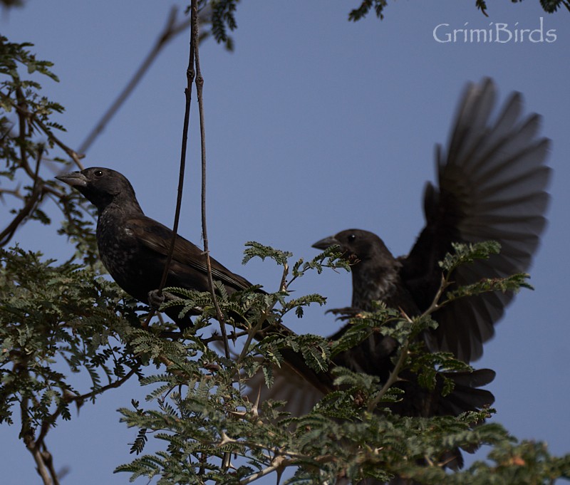 White-billed Buffalo-Weaver - Ramon Grimalt