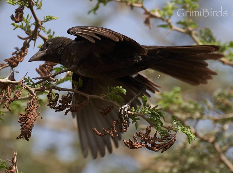 White-billed Buffalo-Weaver - ML615533562