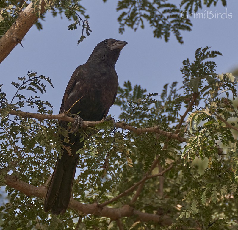 White-billed Buffalo-Weaver - ML615533563