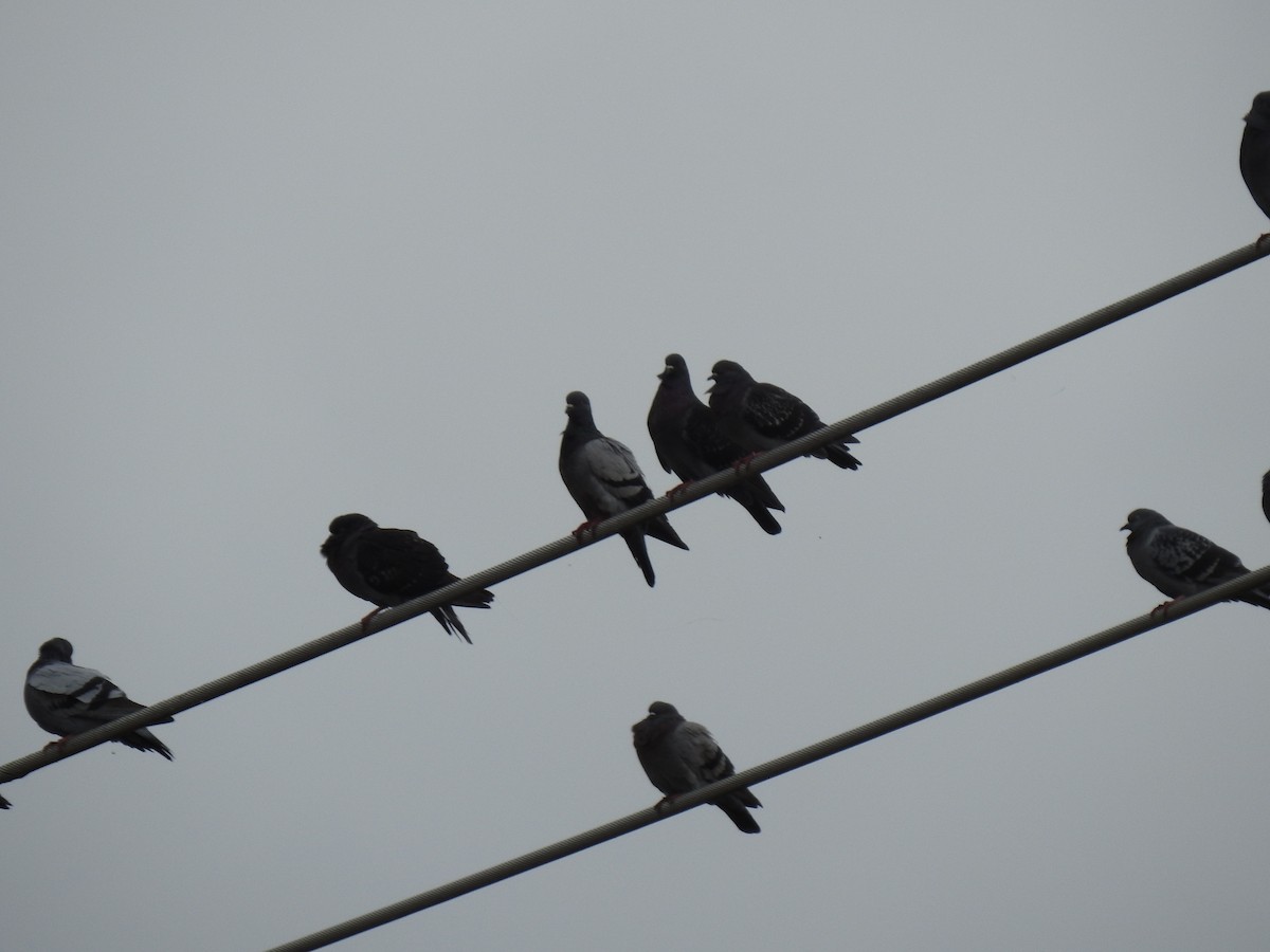 Rock Pigeon (Feral Pigeon) - ML615533591