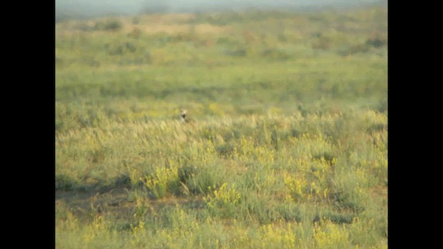 drop obojkový - ML615533695