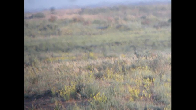 drop obojkový - ML615533696