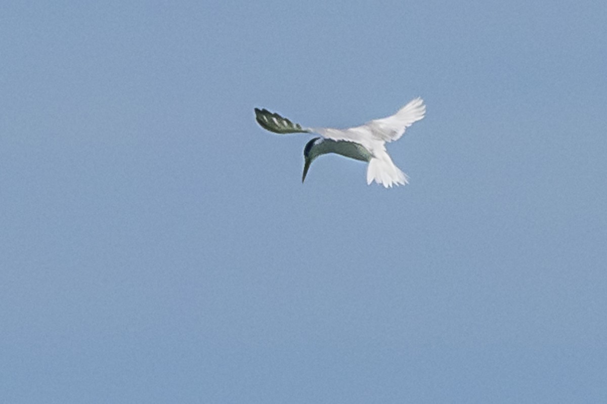 Sandwich Tern - ML615533746