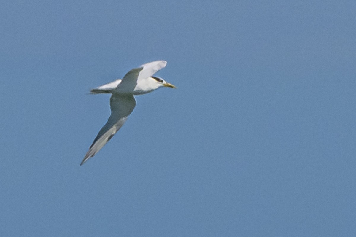 Sandwich Tern - ML615533747