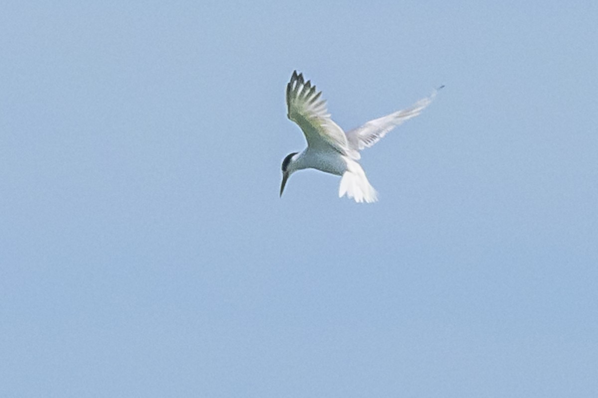 Sandwich Tern - ML615533748