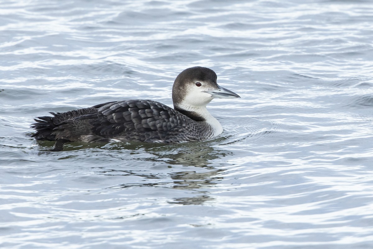 Common Loon - John Troth