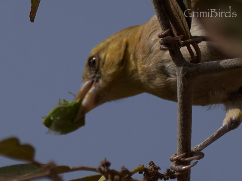 Little Weaver - Ramon Grimalt