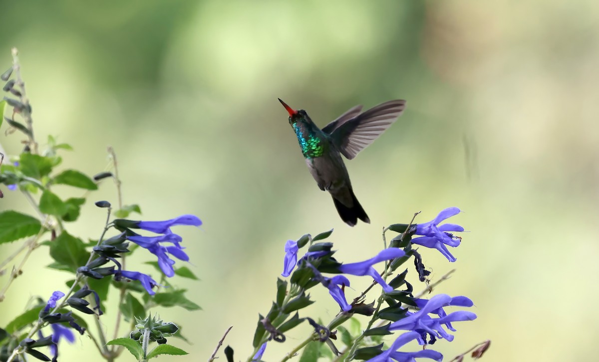 kolibřík lesklobřichý - ML615533801
