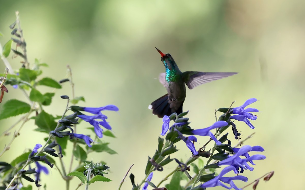 kolibřík lesklobřichý - ML615533805