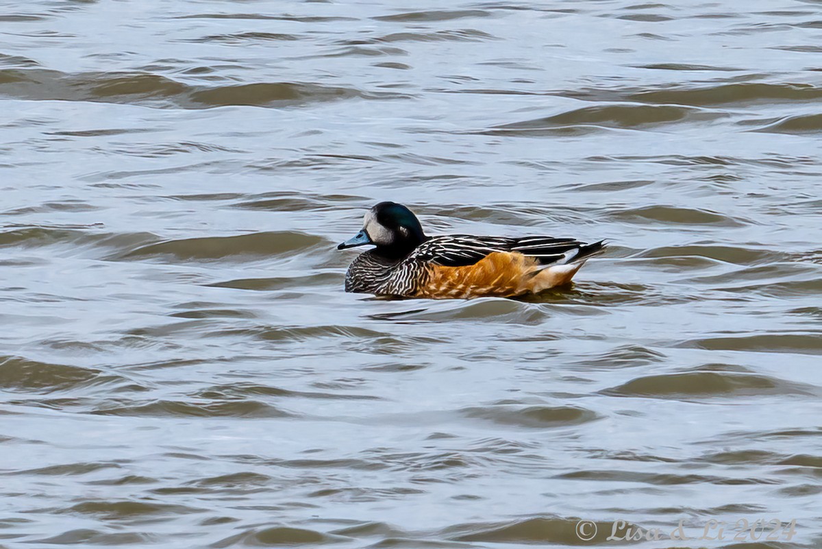 Chiloe Wigeon - ML615533814