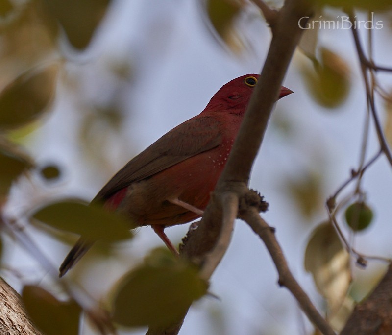 Red-billed Firefinch - Ramon Grimalt