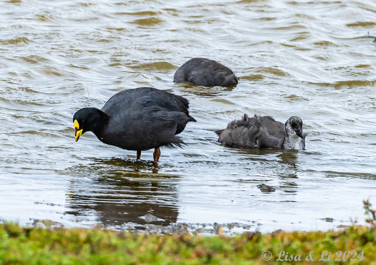 Red-gartered Coot - ML615533824