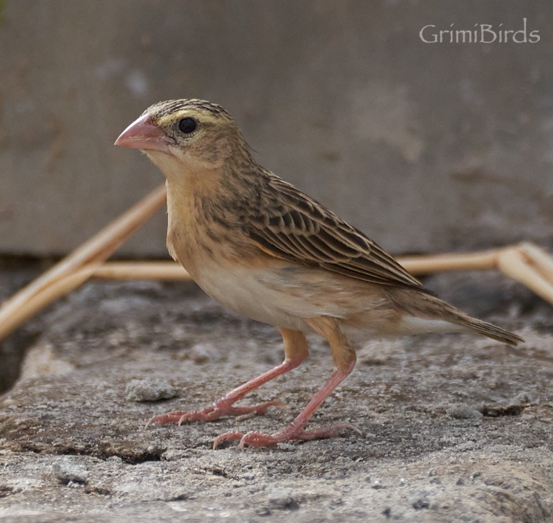 Northern Red Bishop - Ramon Grimalt