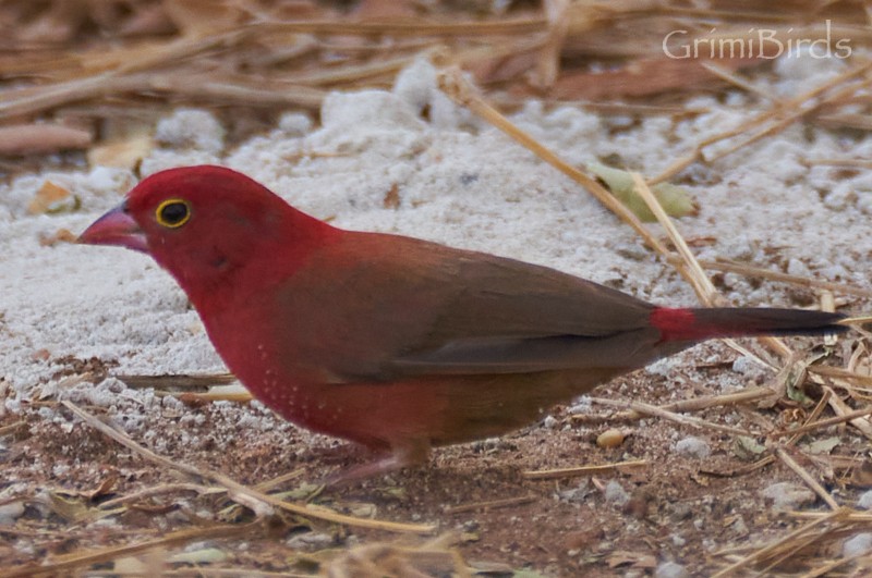 Red-billed Firefinch - Ramon Grimalt