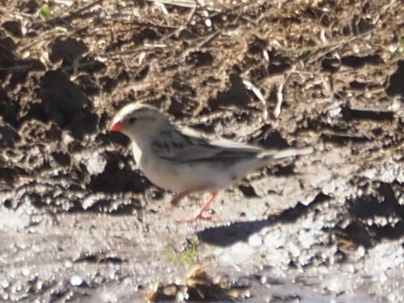 Pin-tailed Whydah - ML615533857