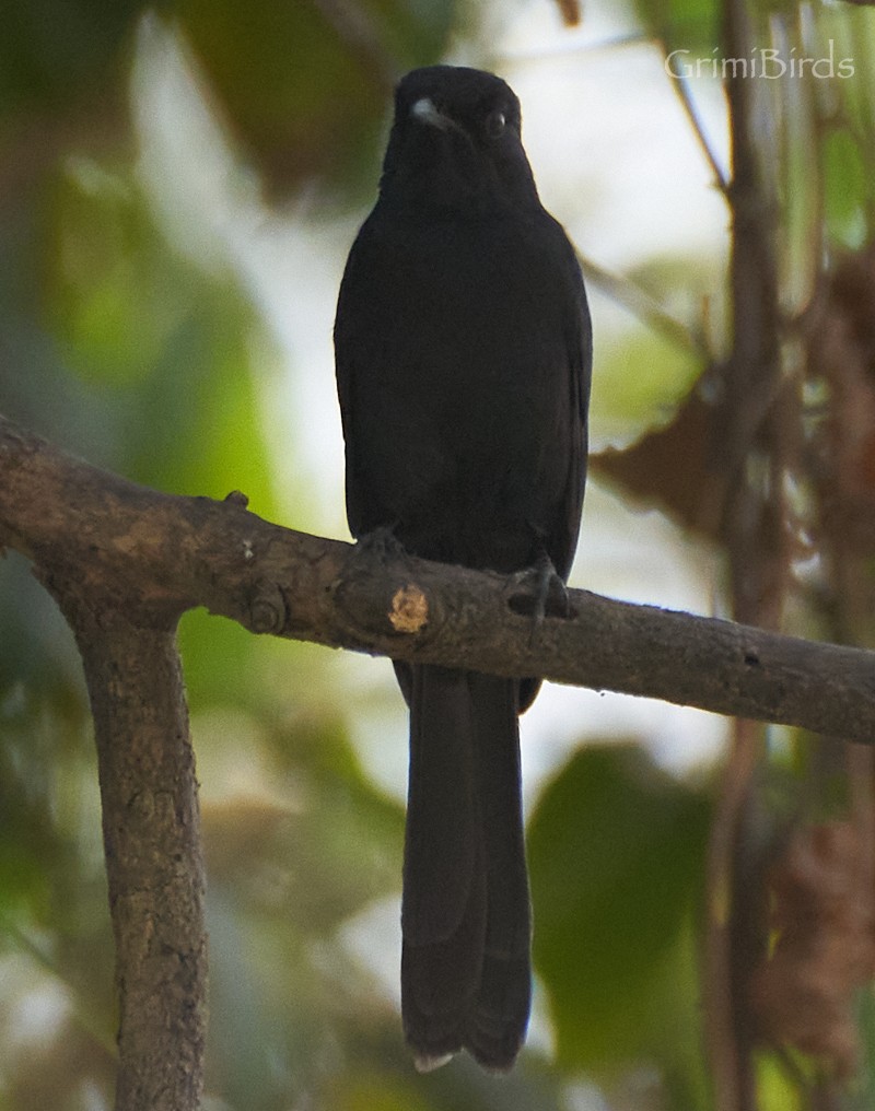 Northern Black-Flycatcher - ML615533868