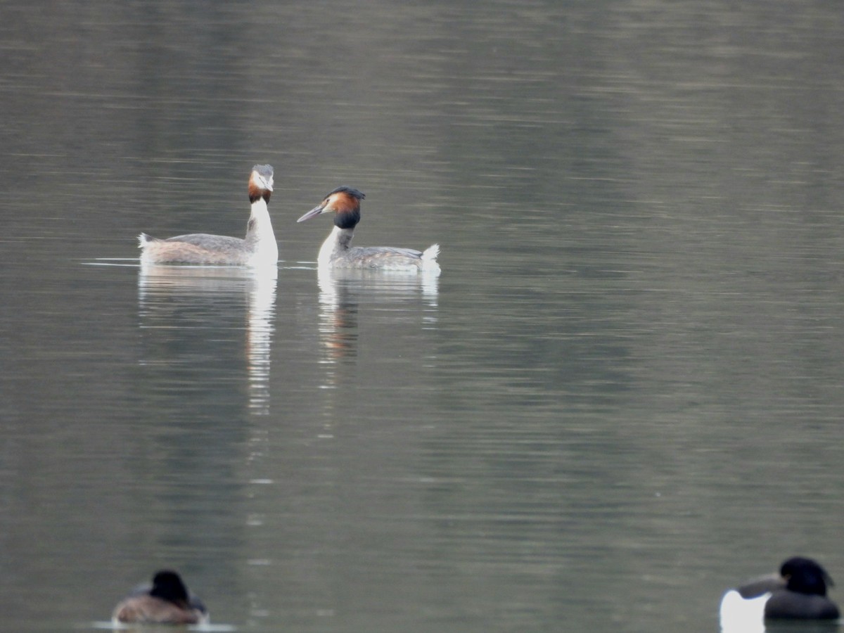 Great Crested Grebe - ML615533886