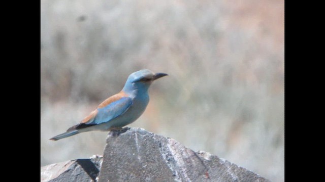 European Roller - ML615533887