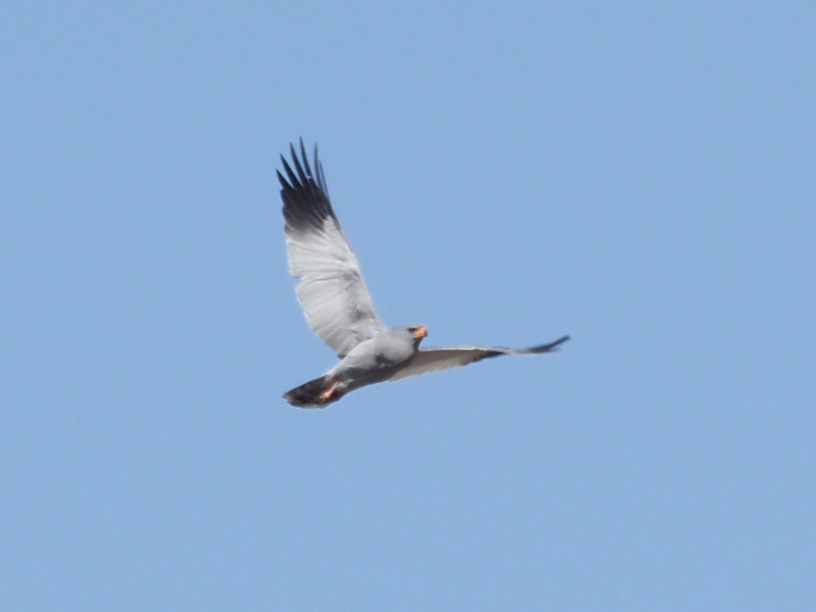 Pale Chanting-Goshawk - ML615533893