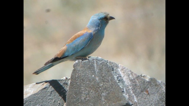 European Roller - ML615533896