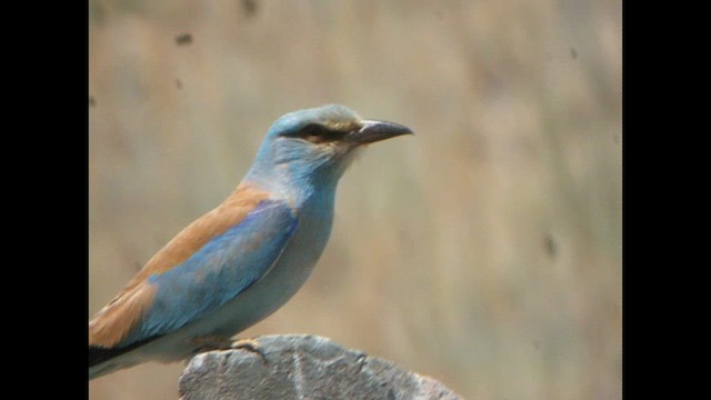 European Roller - ML615533910