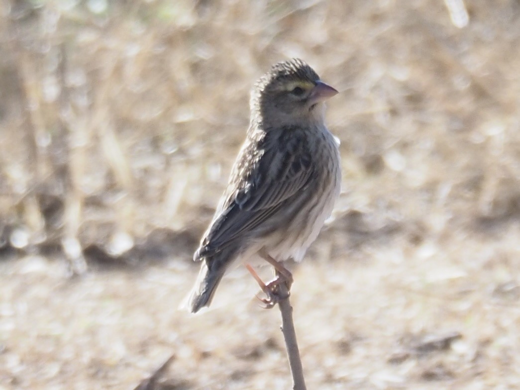 Southern Red Bishop - ML615533914