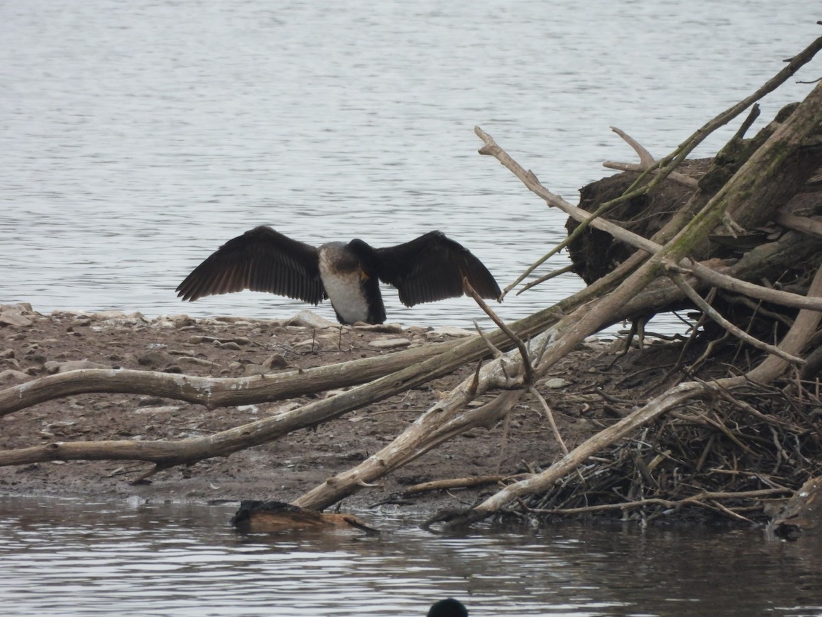 Great Cormorant - ML615533916