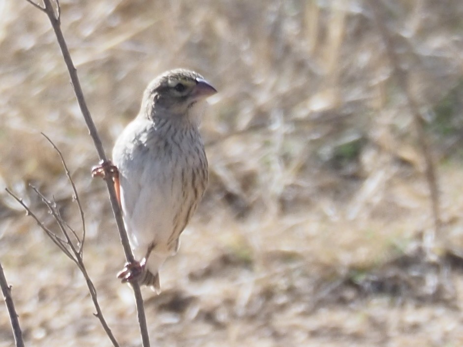 Southern Red Bishop - ML615533936