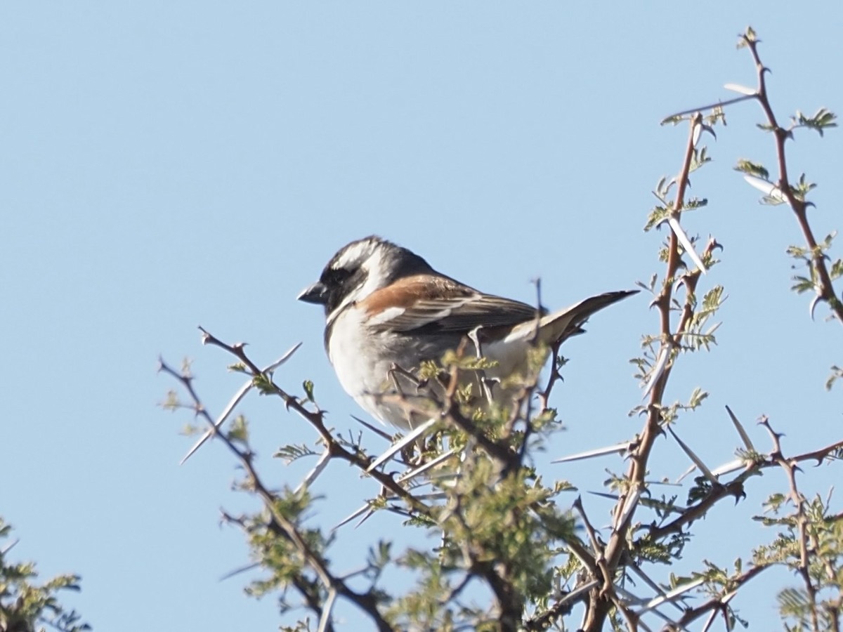 Cape Sparrow - ML615533939