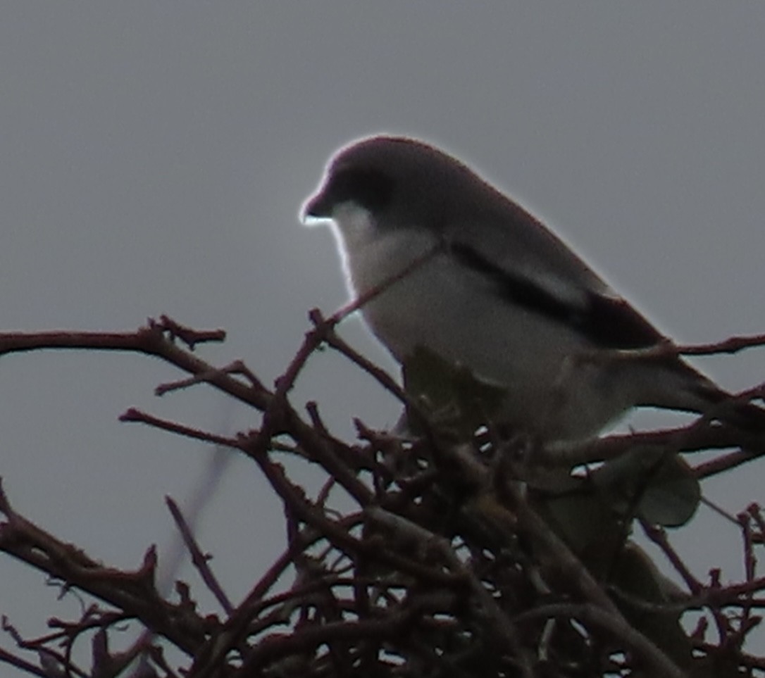 Loggerhead Shrike - ML615534007