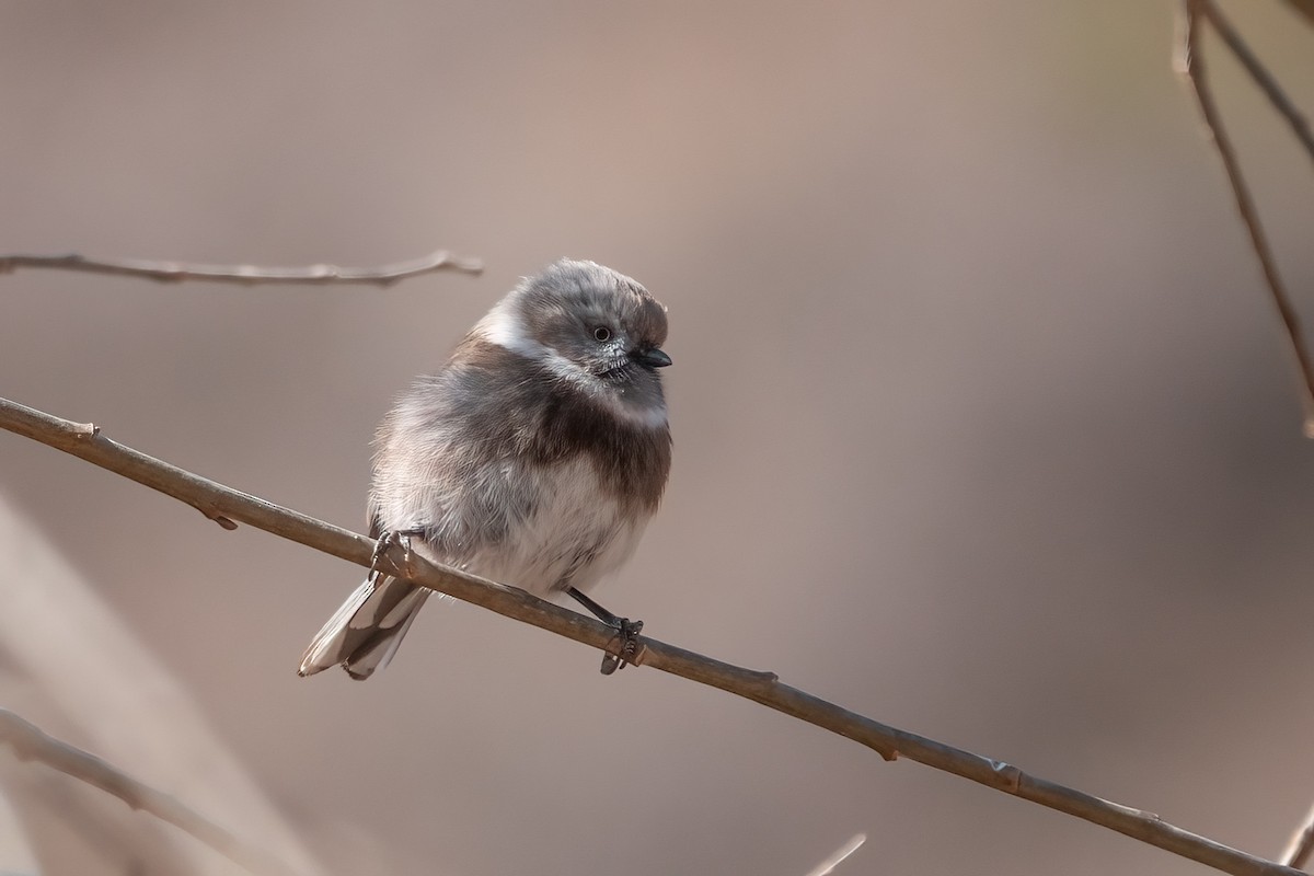 Sooty Tit - 冰 鸟