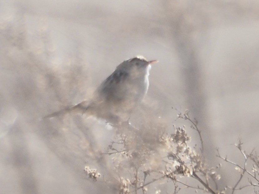 Desert Cisticola - ML615534036