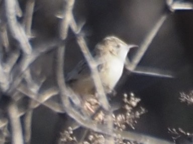 Desert Cisticola - ML615534063