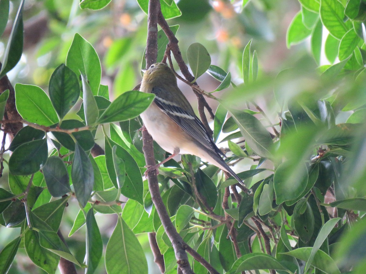 Bay-breasted Warbler - Jose Estrada