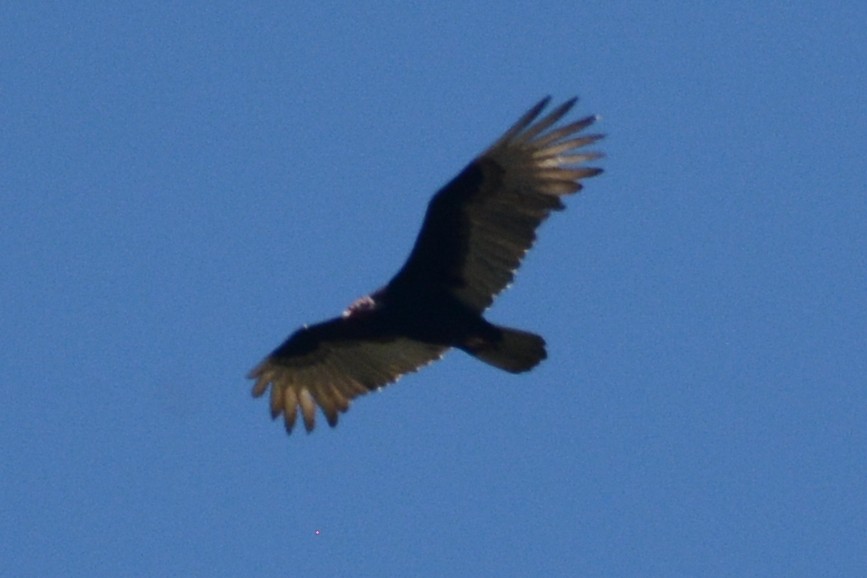 Turkey Vulture - ML615534105