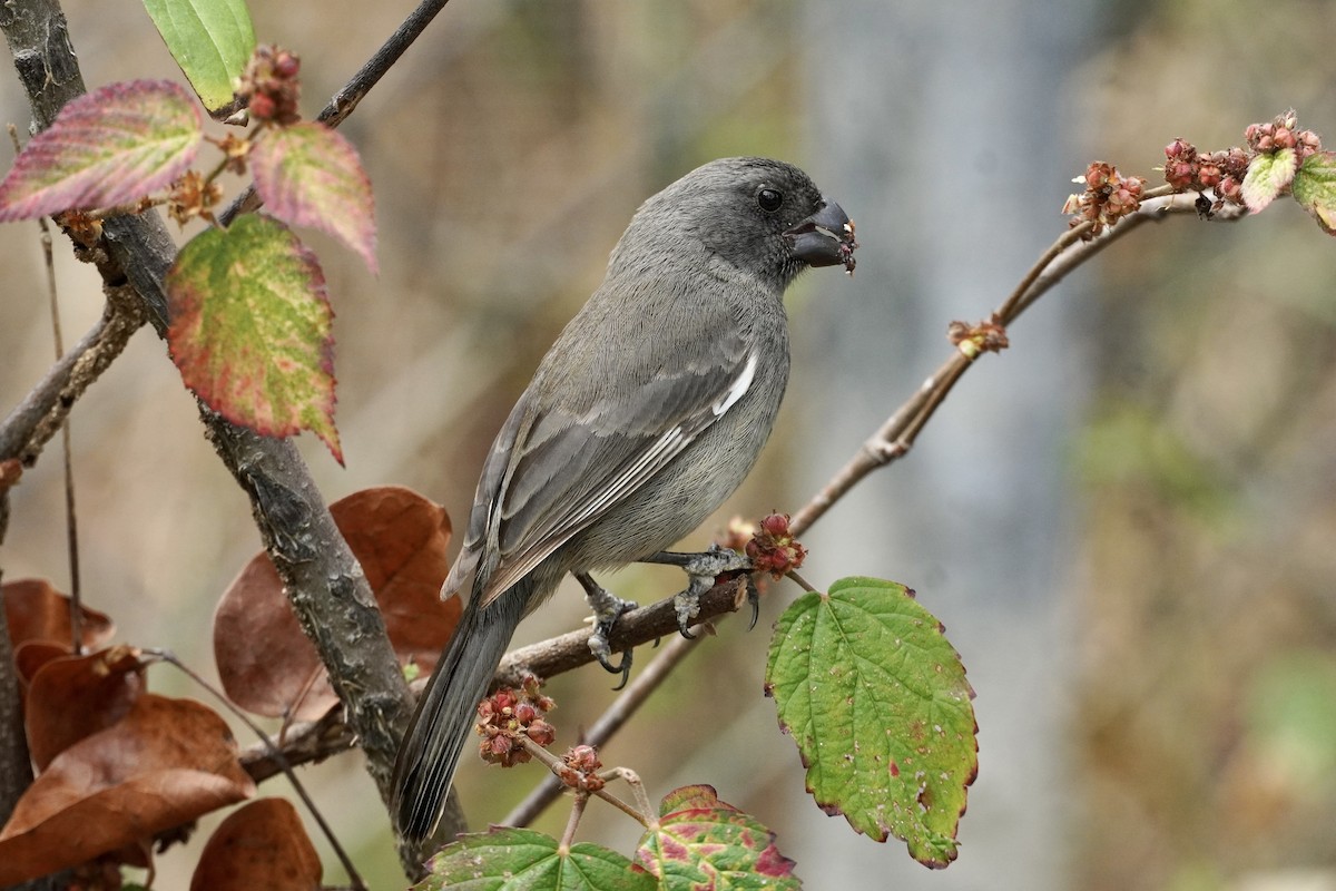 Grand Cayman Bullfinch - ML615534136