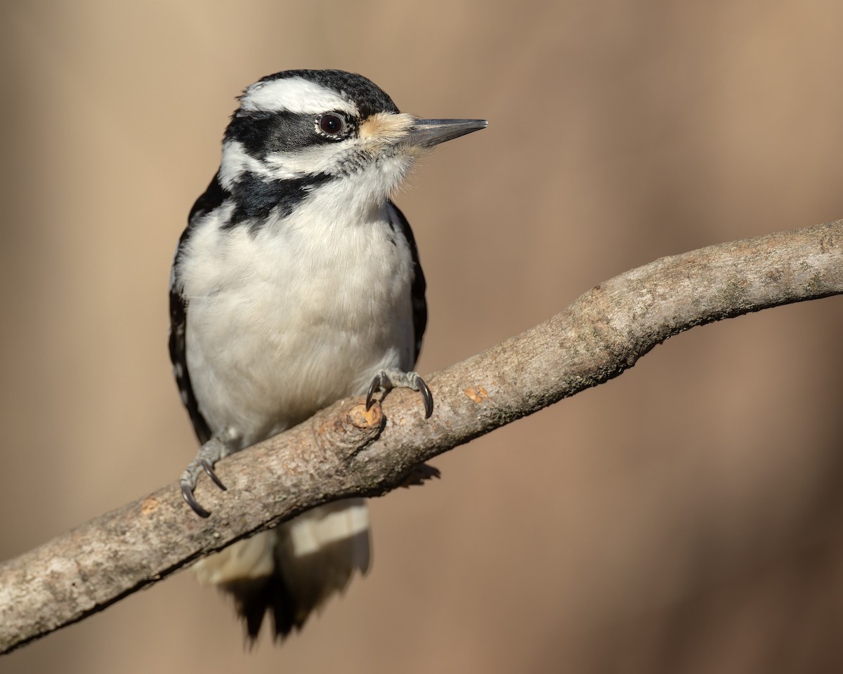 Hairy Woodpecker - Ryan Sanderson