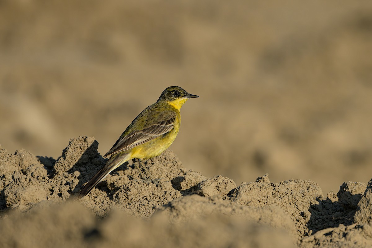 Western Yellow Wagtail - ML615534179