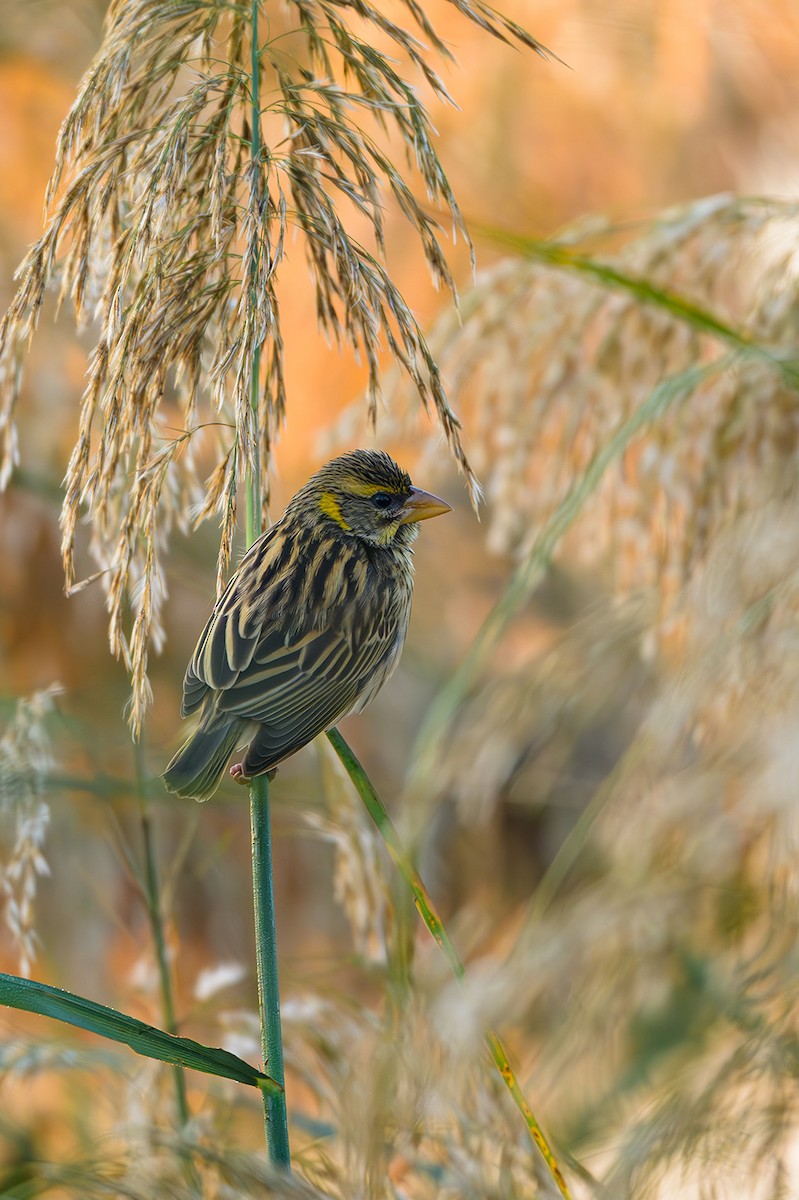 Streaked Weaver - Sudhir Paul