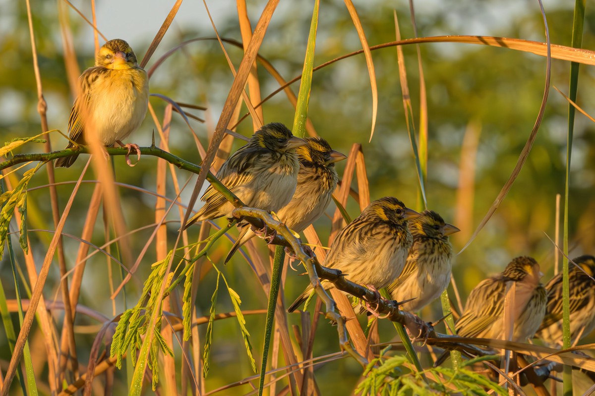 Streaked Weaver - ML615534185