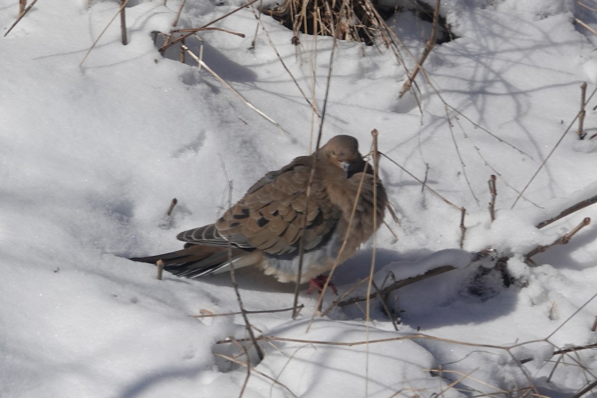 Mourning Dove - ML615534187